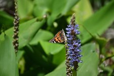 Painted Lady_01_sm.jpg