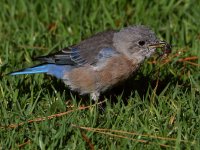 Bluebird9.jpg