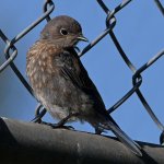 Bluebird11.jpg