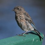Bluebird15.jpg