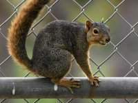 Squirrel.jpg