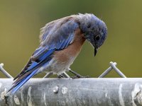 Bluebird3.jpg