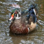 WoodDuck3.jpg