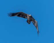 Juvie Eagle-1.jpg