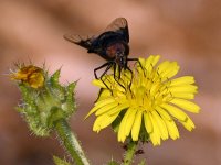 Dandilion2.jpg