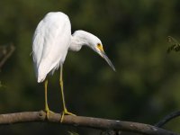Egret.jpg