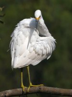 Egret13.jpg