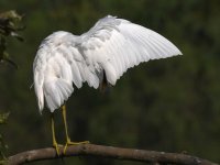 Egret11.jpg