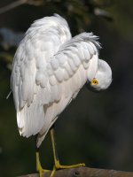 Egret17.jpg