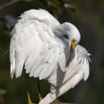 Egret18.jpg