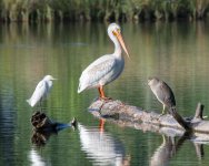 SnowyPelicanHeron-500.jpg