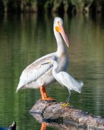 PelicanSnowy-500.jpg