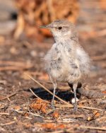 RockWrenFledge-510.jpg