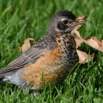 Robin19.jpg