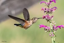 Hummer-532.jpg