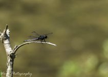 20200815-RD5_1934-Edit.jpg