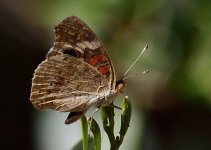 _ROY0133_00001.jpg
