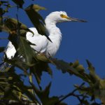 Egret.jpg