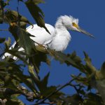 Egret2.jpg