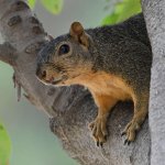 Squirrel.jpg