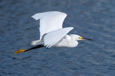 SnowyFlight-525.jpg