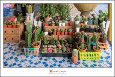 cactus-lots-1.jpg