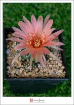 morning-cactus-tiny-1.jpg