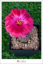 morning-cactus-tiny-2.jpg