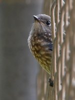 Bluebird2.jpg