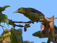 Oriole.jpg
