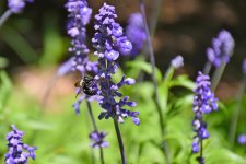 560_0023_LSh_cr_sm.jpg