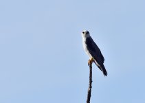 _ROY0600_00001.jpg
