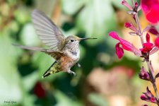 Hummer-555.jpg