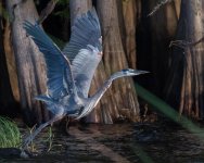GBH Takes Flight-2.jpg