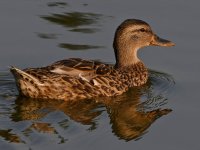 Mallard4.jpg