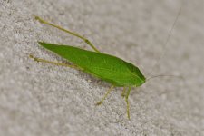 _ROY0638_00001.jpg