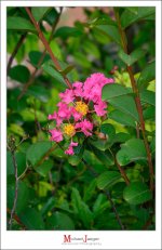 purple-pink-1.jpg