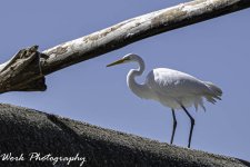 20200820-RD5_2287-Edit.jpg