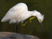 Egret2.jpg
