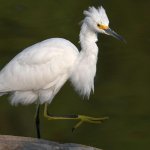 Egret4.jpg