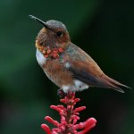 Hummer.jpg