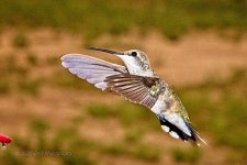 08-22-2020-cr_7503008_ON1.jpg