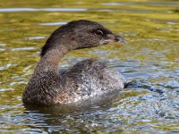 Grebe5.jpg