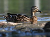 Mallard3.jpg