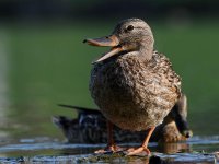 Mallard4.jpg
