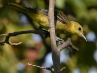 Oriole.jpg