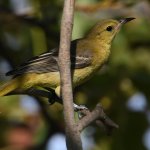 Oriole7.jpg