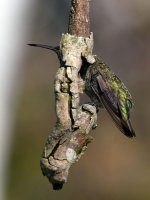 Hummer.jpg