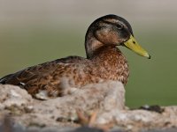 Mallard.jpg