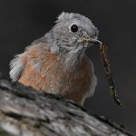 Bluebird7.jpg